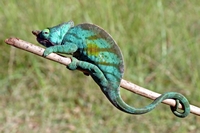 African Miscallaneous Wildlife